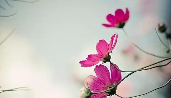 拂去風塵，讓心靜靜